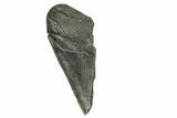Partial Fossil Megalodon Tooth - South Carolina #370028-1